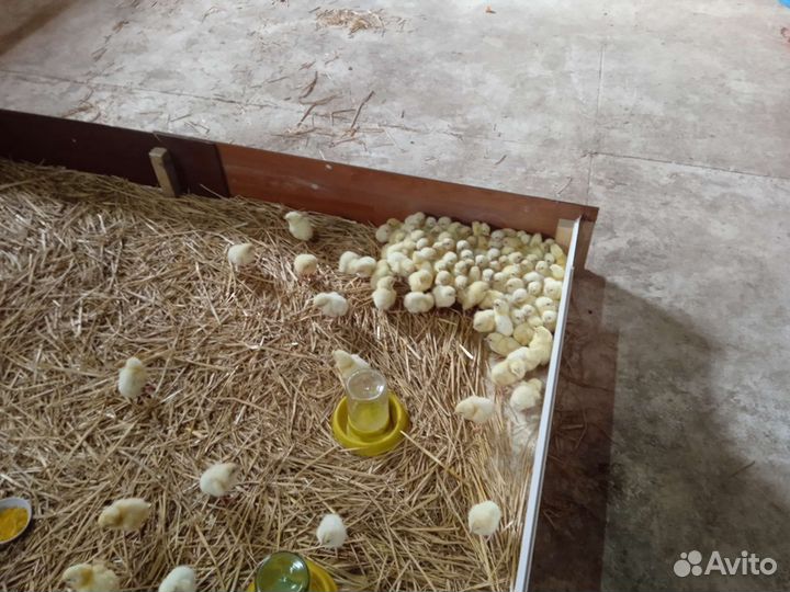 Цыплята бройлер суточные