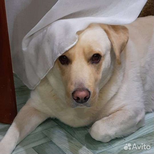 Щенки лабрадора