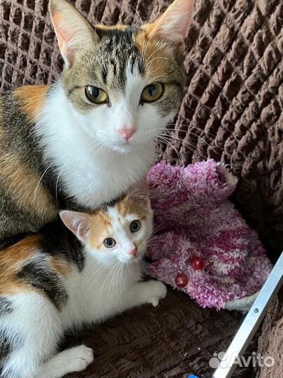 Трехцветная и рыженькая кошечки