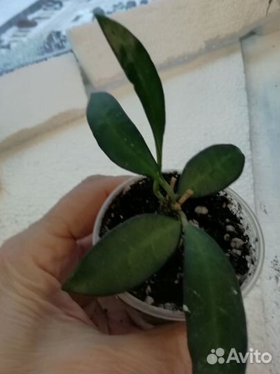 Клеродендрум инерме