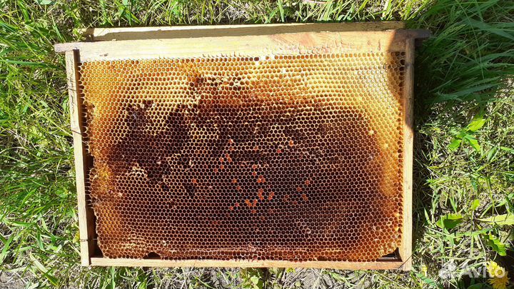 Сушь для пчел