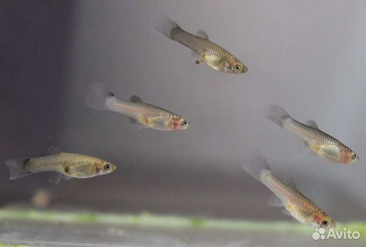 Гуппи мальки