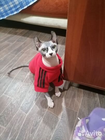 Кот вязка