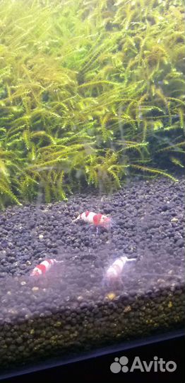 Пресноводная креветка редкристалл Red Kristal PRL