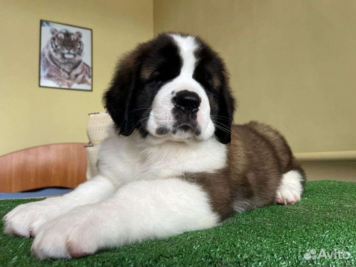 Щенки сенбернара