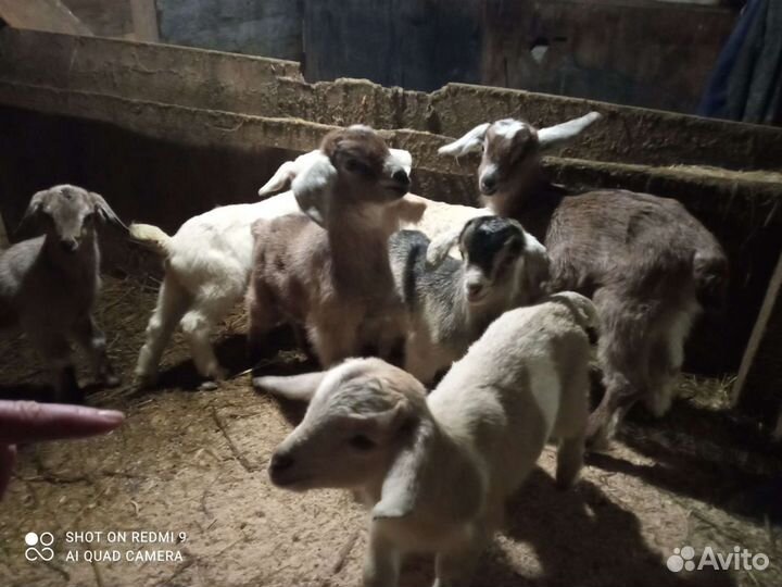 Козлята