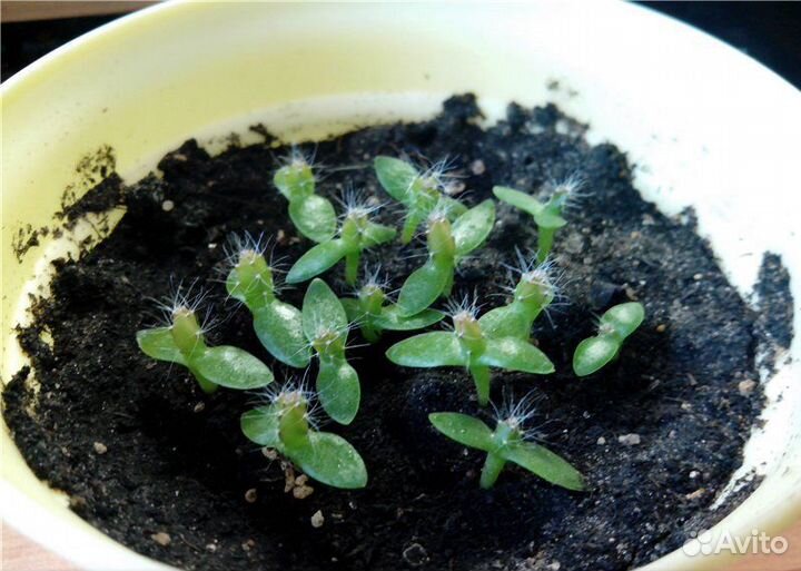 Питахайя (Питайя), семена