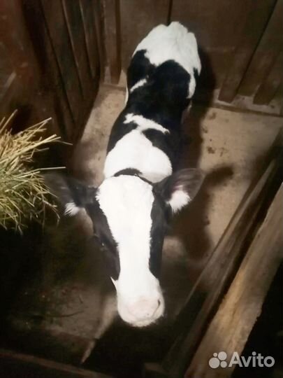 Продаются два бычка