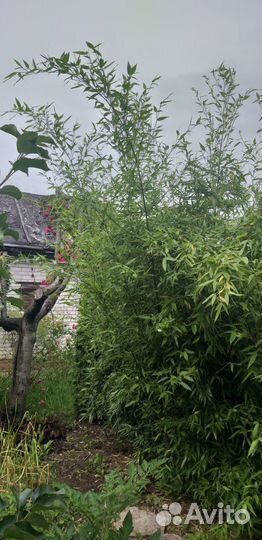 Бамбук Phyllostachys bissetii