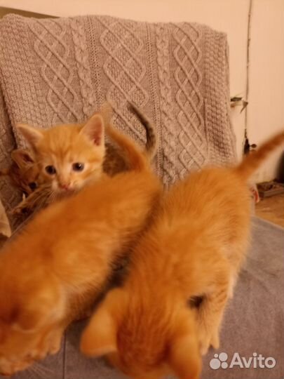 Золотые коты в добрые руки