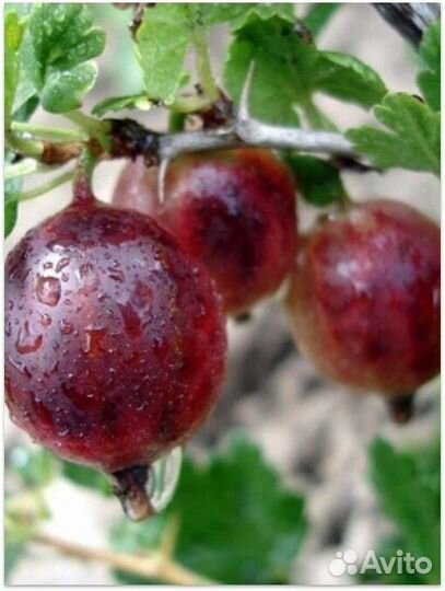 Саженцы крыжовника - разные сорта