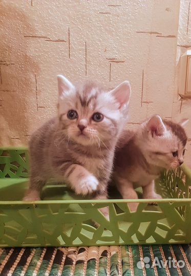 Классные британчики