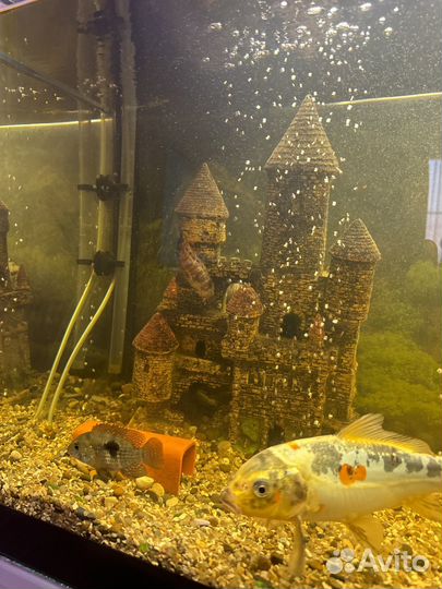 Готовый Аквариум с рыбками и тумбой