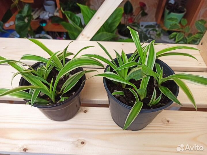 Комнатные цветы(рэо,педилантус,спатифиллум,хлорофи