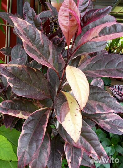 Граптофиллум