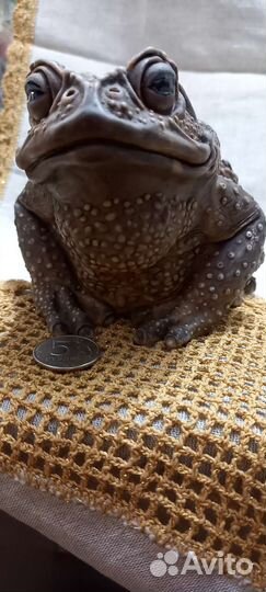 Денежная жаба