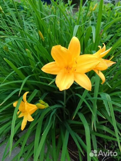 Лилейники и многое другое