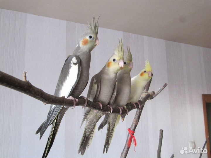 Корелла птенцы ручные