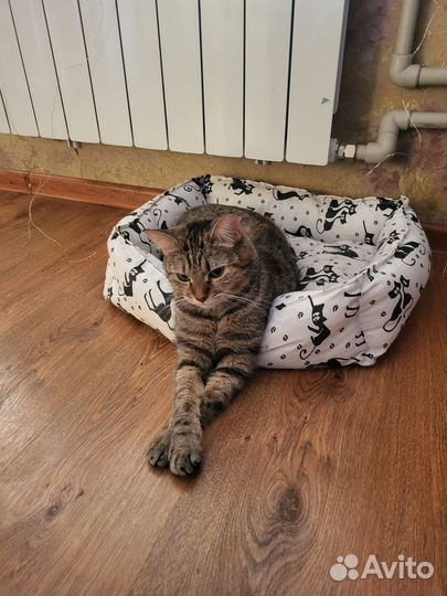 Кошечка домашняя