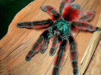 Паук-птицеед Caribena (Avicularia versicolor)