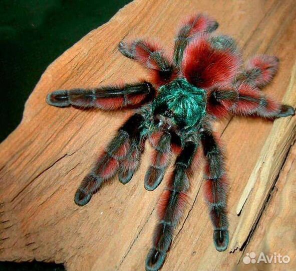 Паук-птицеед Caribena (Avicularia versicolor)