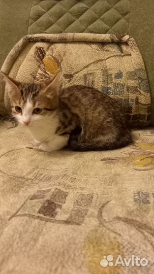 Котёнок 2 месяца