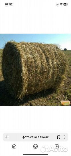 Продам сено в рулонах
