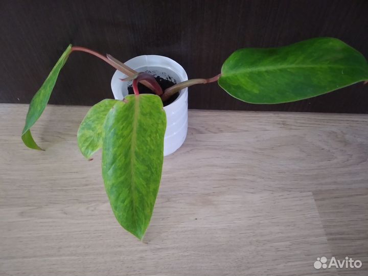 Филодендроны сортовые