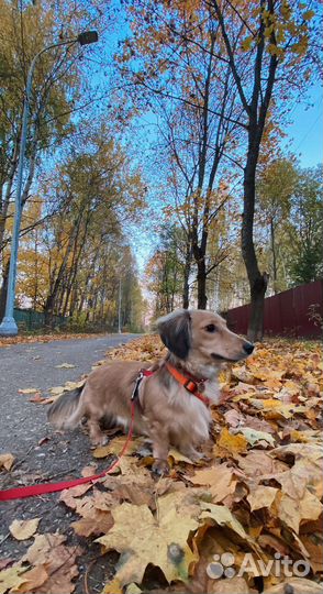 Вязка кобель такса длинношестная