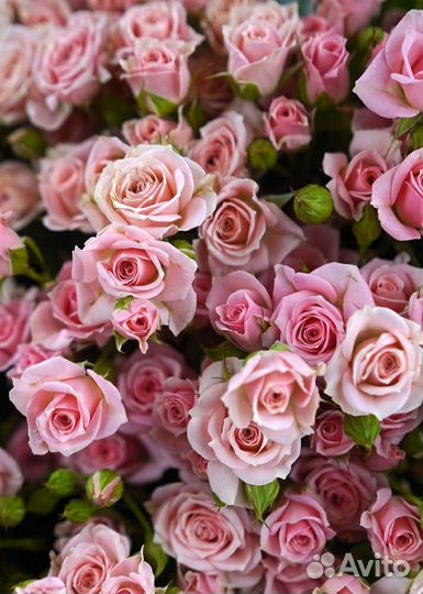 Саженцы роз зкс и окс