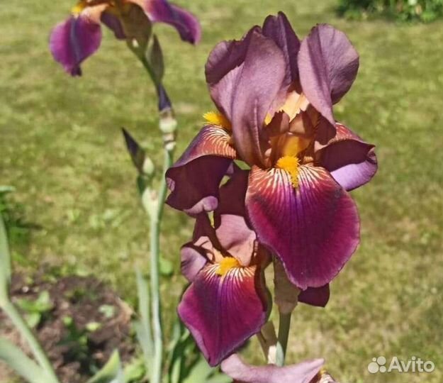 Ирис коричневый