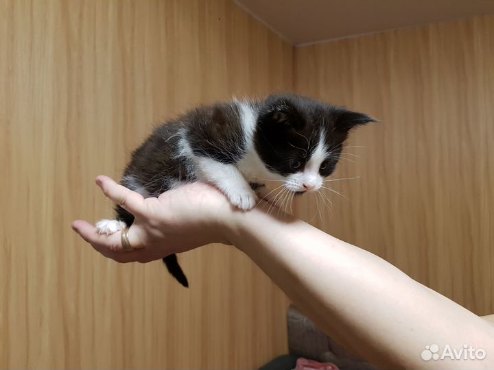 Отдам котят в наидобрейшие руки