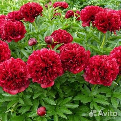 Пион межвидовый Ред Грейс