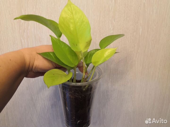 Сингониум арроу ред, сциндапсус