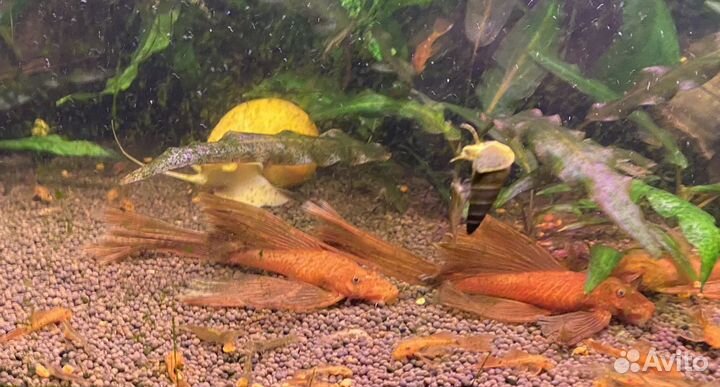 Анциструс вуалевый супер ред