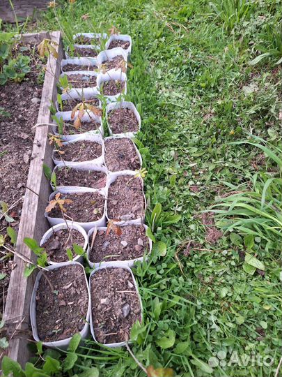 Саженцы дуба и липы