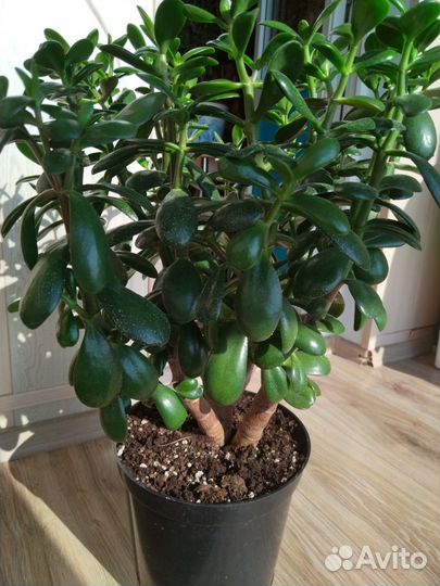 Крассула толстянка денежное дерево