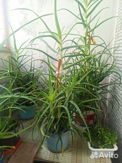 Алоэ лечебный