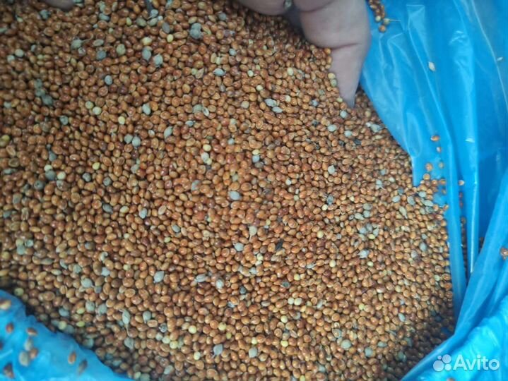 Просо красное