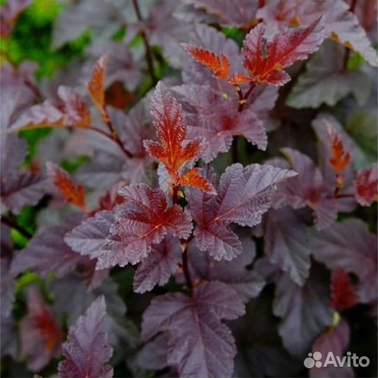 Саженцы пузыреплодника