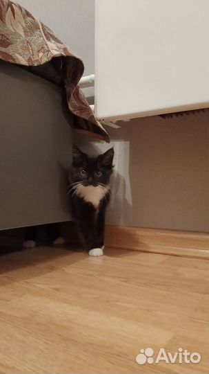 Котенок бесплатно