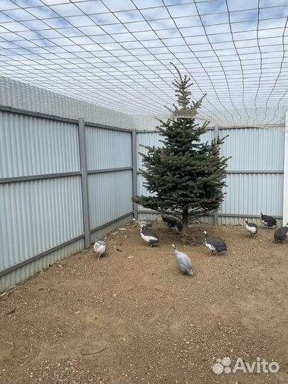 Яйцо домашнее цесариное