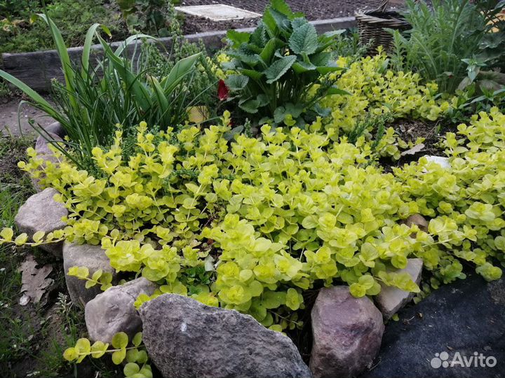 Вербейник монетчатый почвопокровный