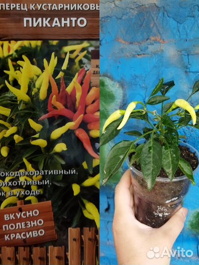 Перец острый