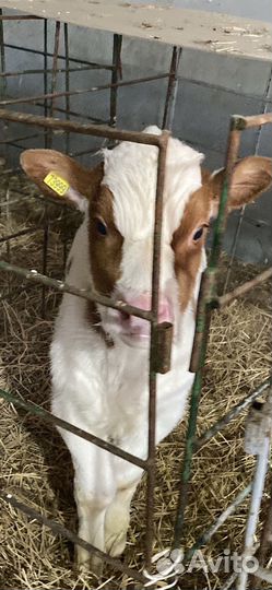 Телята Бычки и телочки симентальской породы