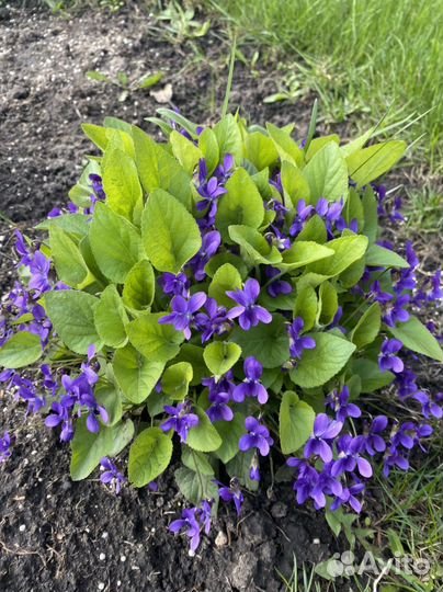 Многолетники для сада