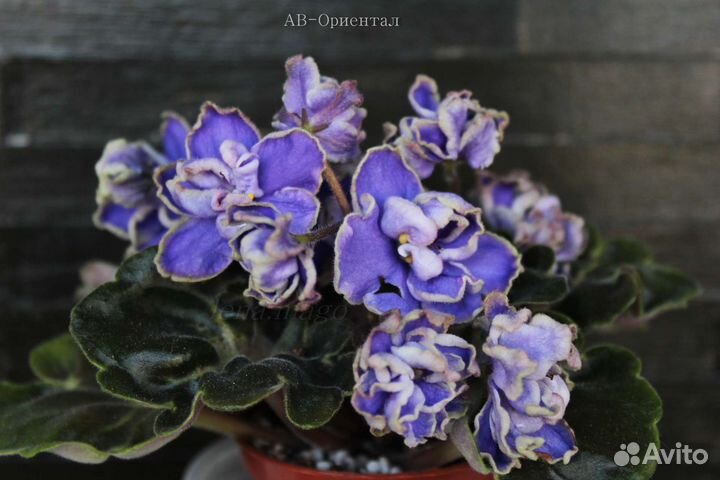 Детки мини фиалок