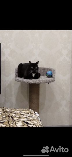 Кошечка в добрые руки
