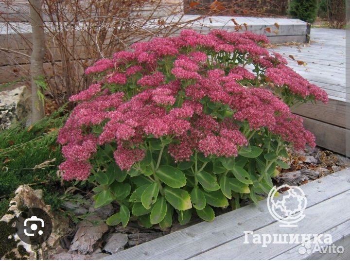 Хоста,седум,лилейник,жимолость,овечьи ушки,ирисы