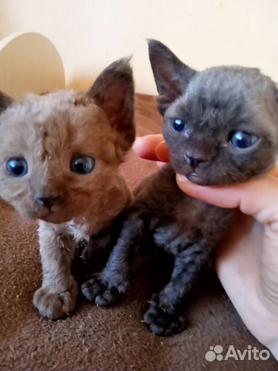 Девон-рекс девочки и мальчишки